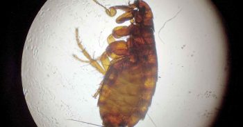 Figure 1. Adult cat flea and eggs.