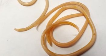 Figure 1. Ascarids (roundworms).