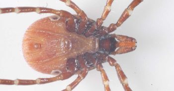 Figure 1. Ixodes ricinus ventral view showing anal groove and hypostome. Image: John McGarry, University of Liverpool.