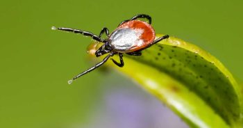 Figure 1. An Ixodes ricinus tick.