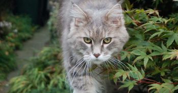 cat ticks walking