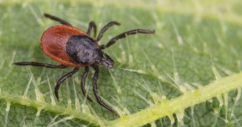 Ixodes ricinus tick.