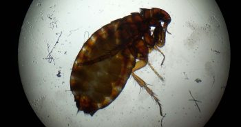 Figure 1. An adult cat flea.